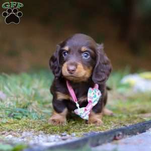 Darla, Dachshund Puppy